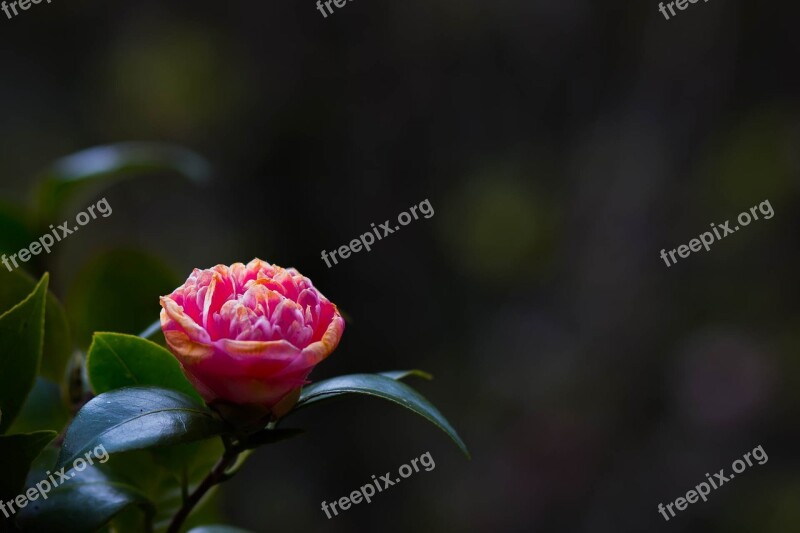 Flowers Rose The Pink Flowers Free Photos