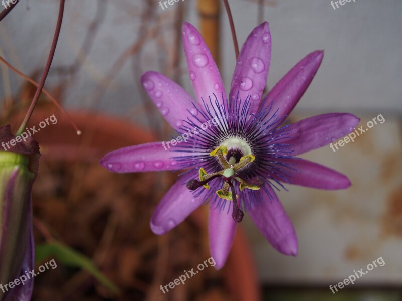 Passion Flower Blossom Bloom Purple Bloom