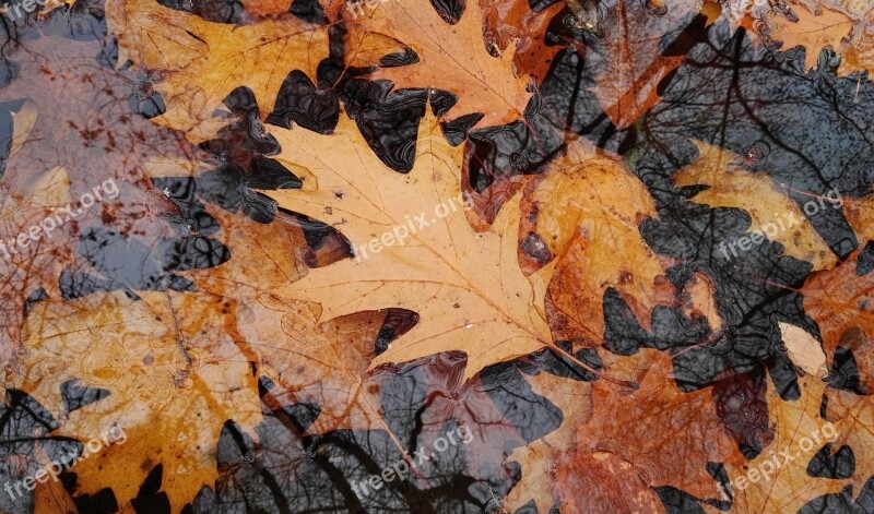 Autumn Leaves Indian Summer Yellow Golden