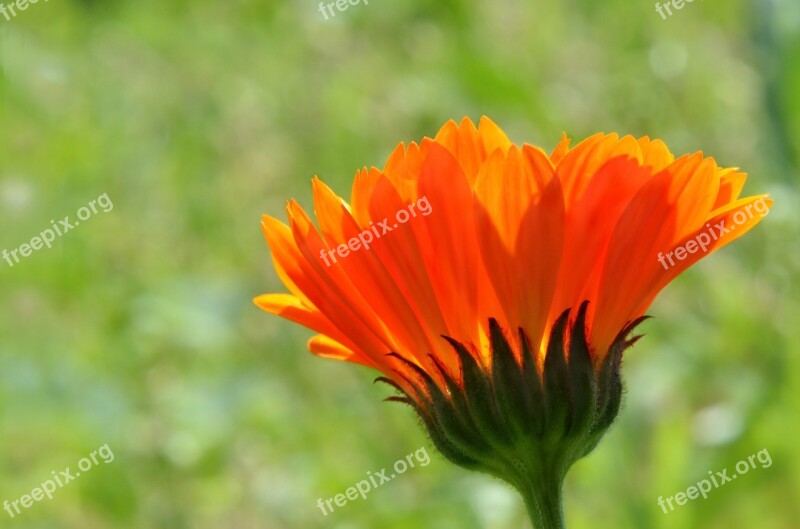 Flower Color Orange Flora Worry Free Photos