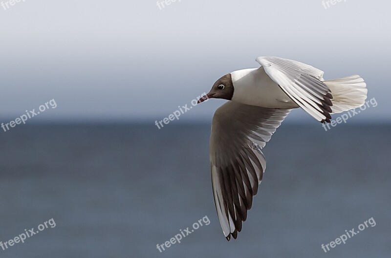 Gull Bird Escape Sea Himmel