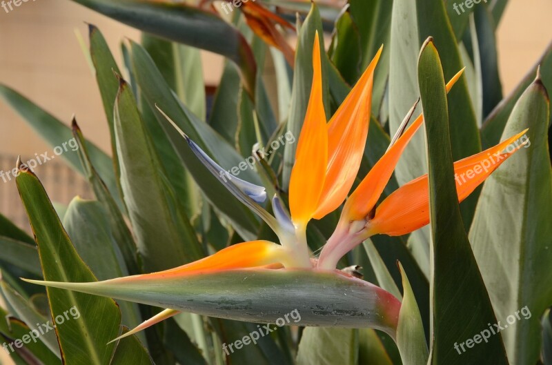 Bird Of Paradise Flower Plant Flower Orange Purple