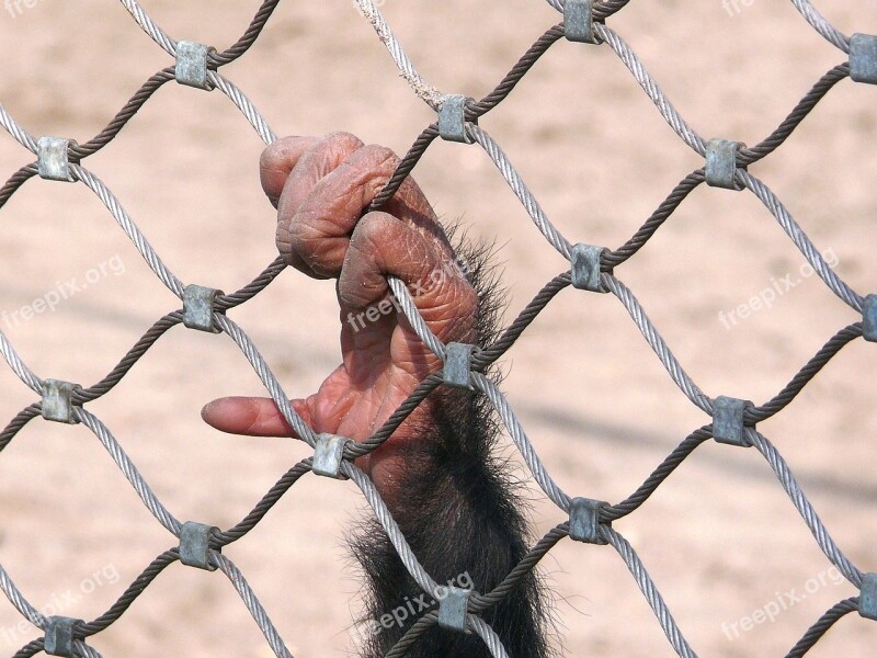 Monkey Chimpanzee Bondage Fencing Prison