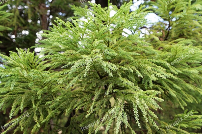 Forest Green Azores Nature Fir Tree