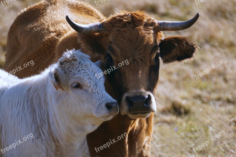 Cow Aubrac Calf Cattle Animals