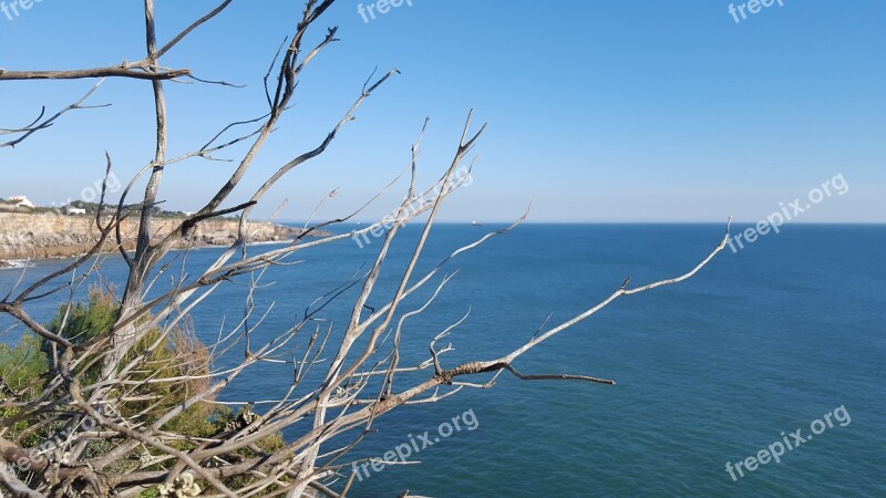 Portugal Cascais Atlantic Ocean Dry Tree