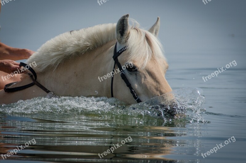 Horse Swimming Horse Beach Water Summer