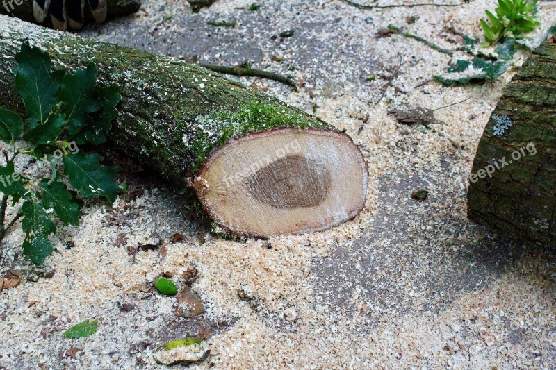 Wood Sawdust Moss Leaves Acorns