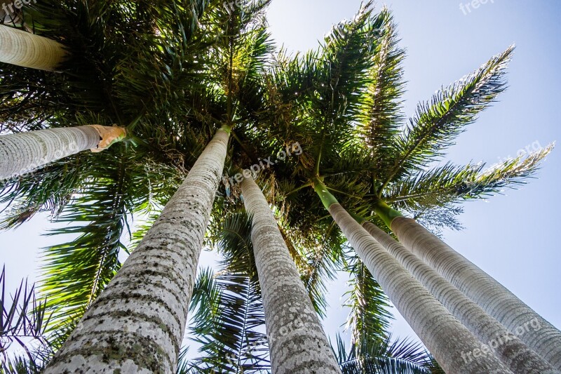 Palm Upward Sky Nature Top