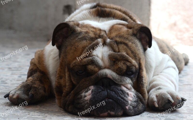 Bulldog Dog English Asleep Pet