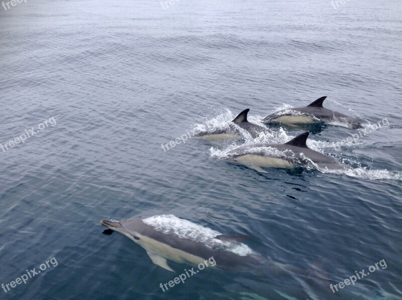 Navigation Dolphins Jump Show Water