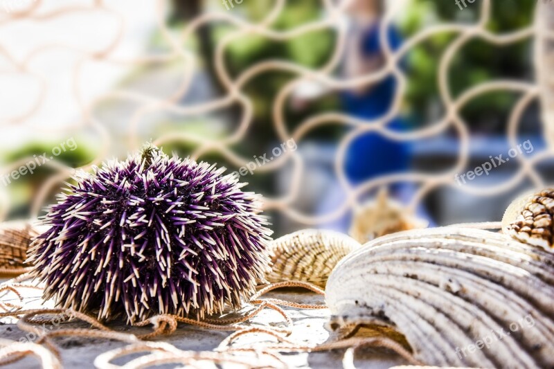 Decoration Decoration Sea Urchin Sea Urchin Shell