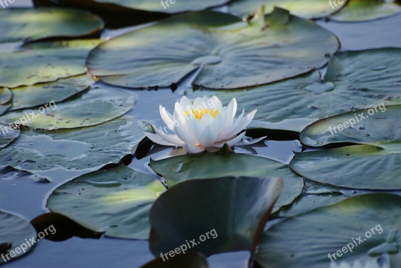 Flower Lotus Water Lily Aquatic Plant White