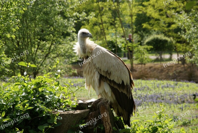 Vulture Himalaya Animal Bird Free Photos