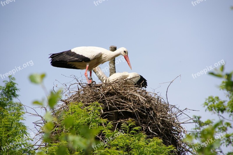 Animal Bird Stork Nest Sky