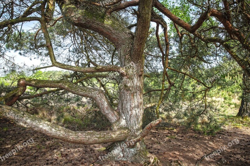 Pine Heathland Nature Reserve Maas Dunes Free Photos