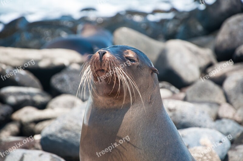 Galápagos Sea ​​lion Ocean Free Photos