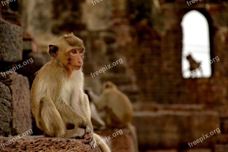 Monkey Lopburi Thailand Macaque Temple