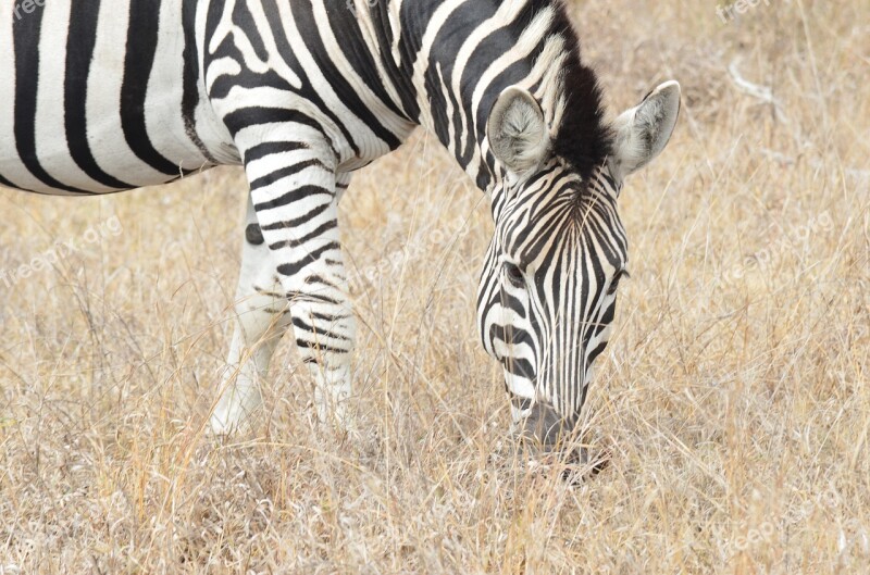 Zebra Africa Savannah South Africa Free Photos