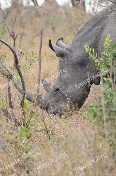 Rhino Africa Savannah South Africa Free Photos