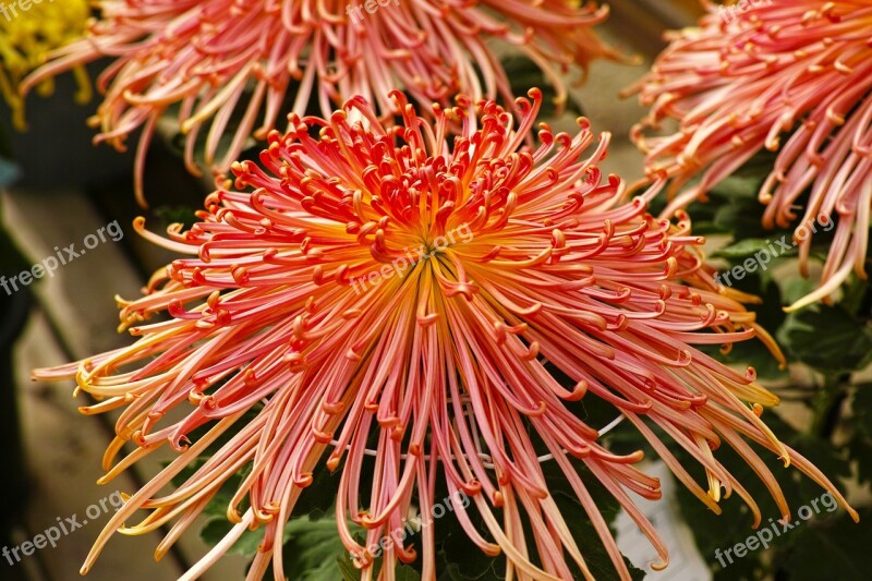 Chrysanthemum Flowers Plant Red Flowers Free Photos