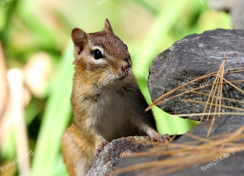 Chipmunk Rodent Animal Nature Free Photos