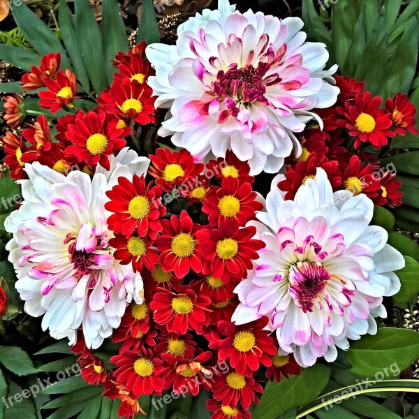 Flowers Autumn Bouquet White Chrysanthemums Flower Petals