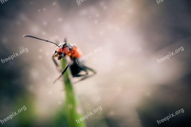 Ant Insects Macro Animal White