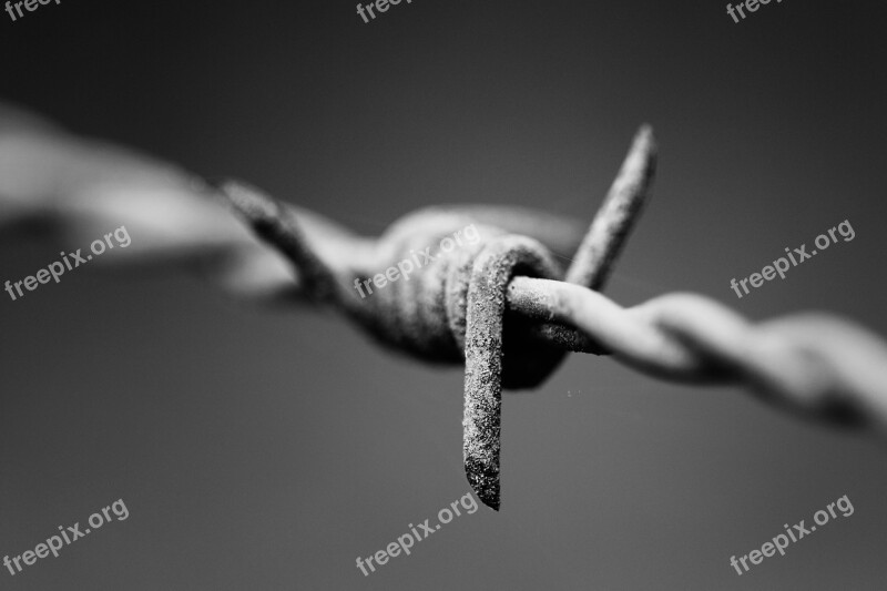 Nails Barbed Defence Black And White Free Photos