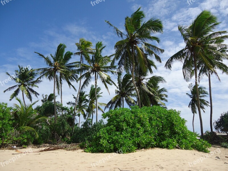 Sri Lanka Nature Beach Palm Tree Free Photos