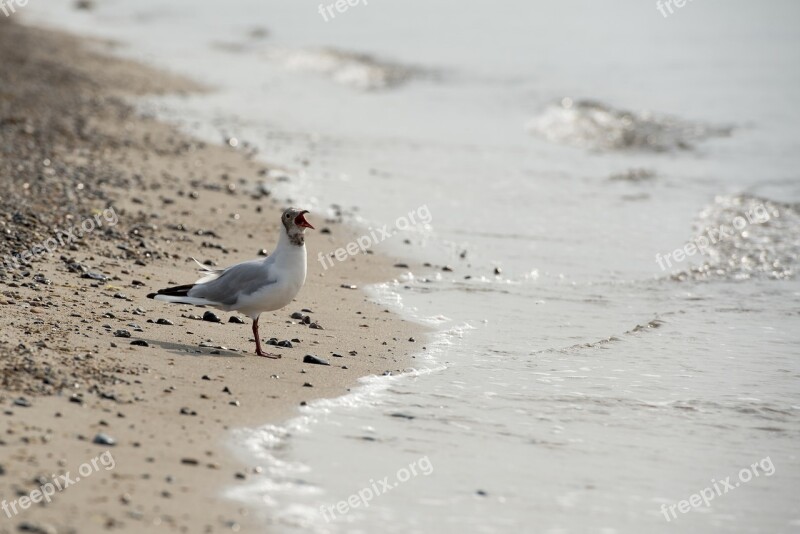 Seagull Beach Water Baltic Sea Bird