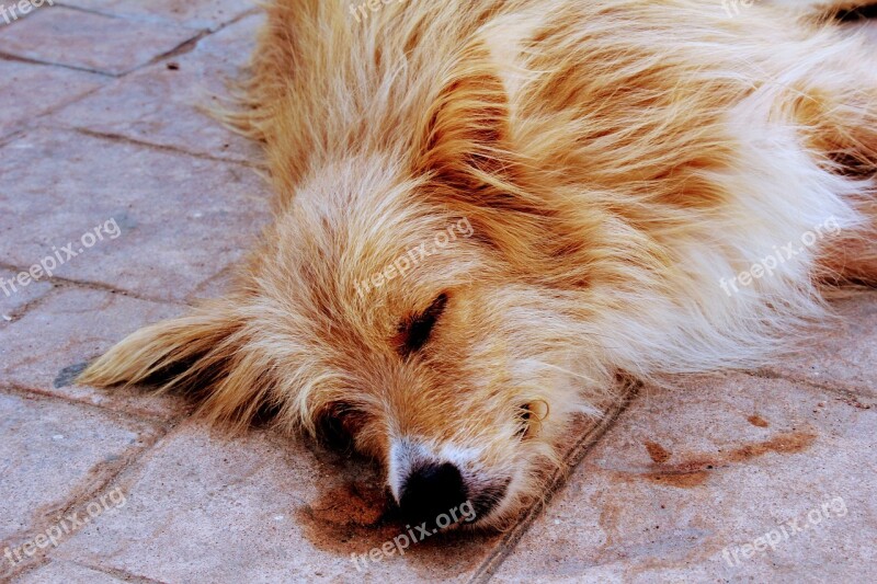 Dog Relax Sleep Animal Tired