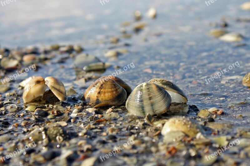 Shell Macro Nature Sea Water