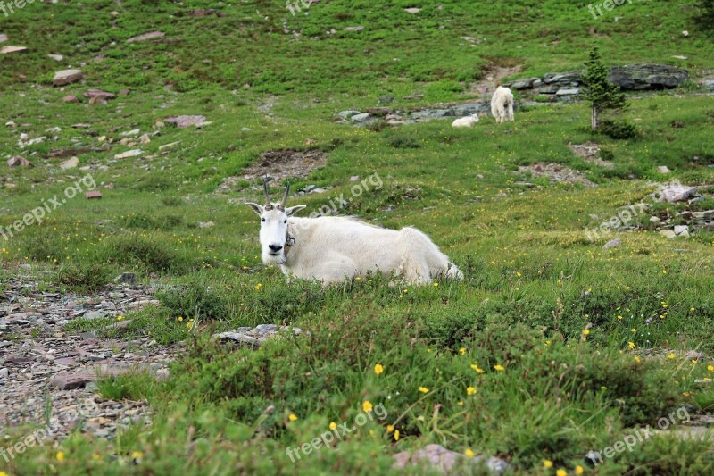 Mountain Goat Animal Goat Mountain Wild