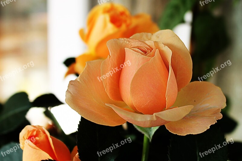 Rose Orange Orange Rose Blossom Bloom