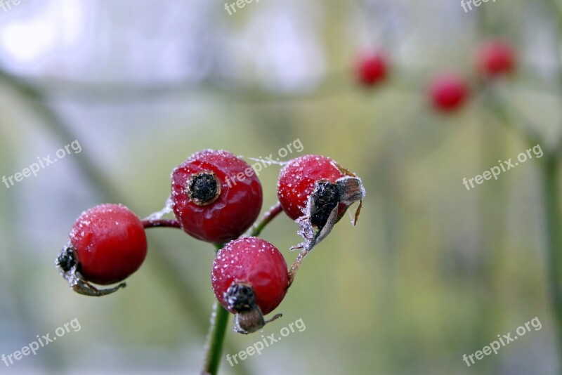 Wild Rose Frost Winter Fruit Ice