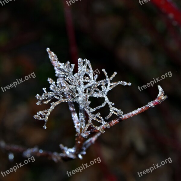 Spruce Cobweb Ice Not Cold Frost