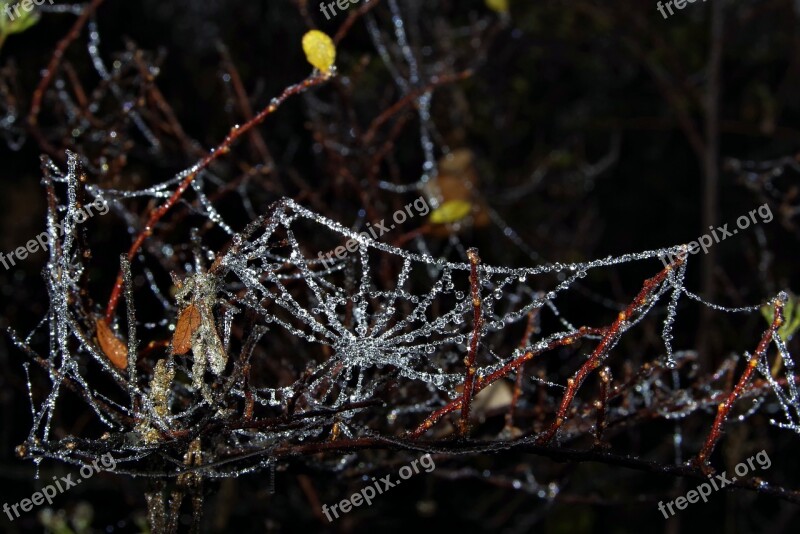 Spruce Cobweb Ice Not Cold Frost