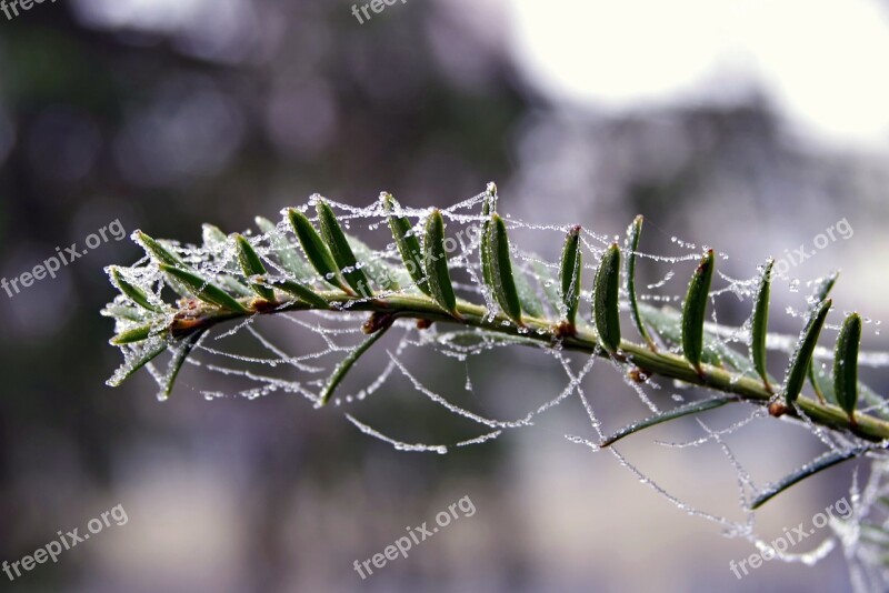 Spruce Cobweb Ice Not Cold Frost