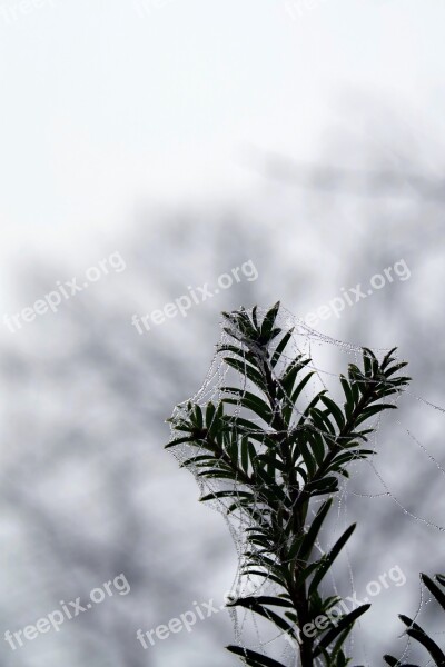 Spruce Cobweb Ice Not Cold Frost