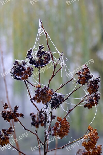 Cobweb Ice Not Cold Frost Frosted