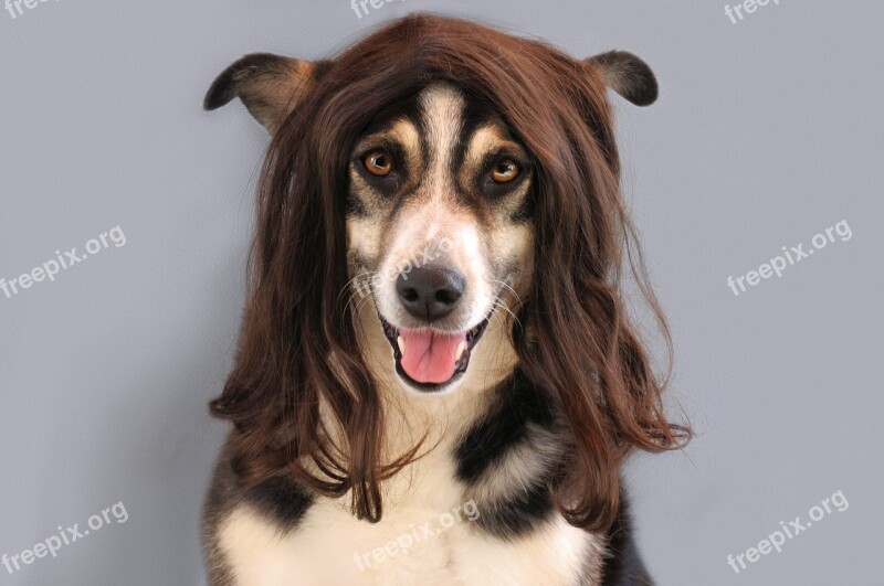 Dog Portrait Black White Wig