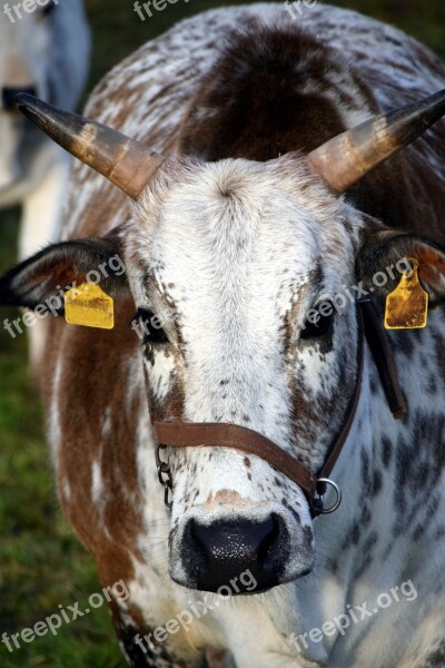 Zebu Beef Young Agriculture Bull