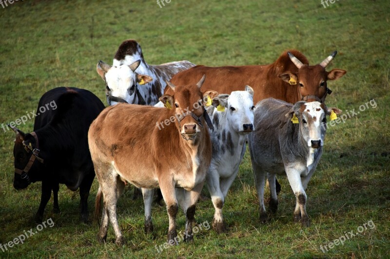 Zebu Zebuherde Cattle Herd Of Cattle Cops