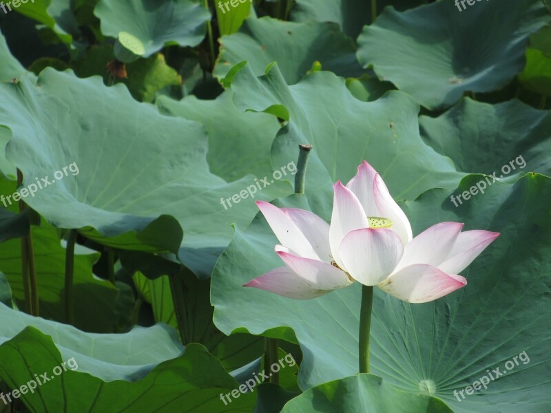 Lotus Lotus Leaf Plant Cosmetology Flower