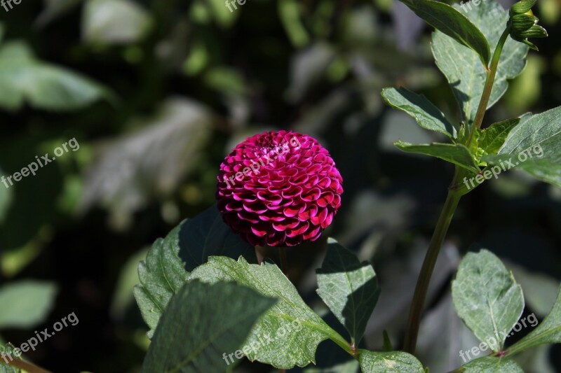 Dalia Flower Botanical Botanical Garden Gothenburg