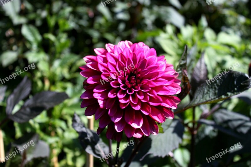 Dalia Flower Botanical Botanical Garden Gothenburg