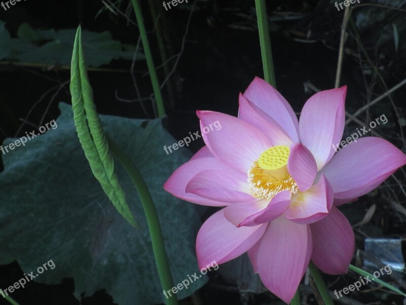 Lotus Lotus Leaf Plant Cosmetology Flower