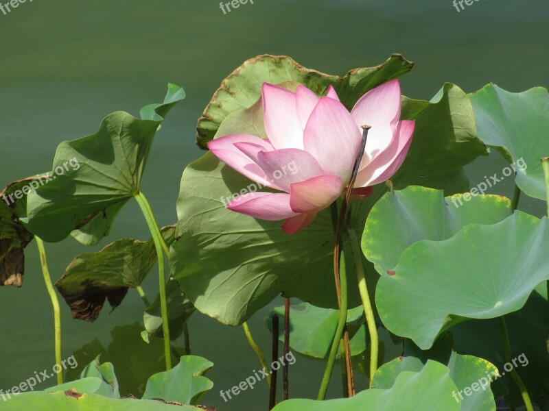 Lotus Leaf Plant Lotus Cosmetology Flower