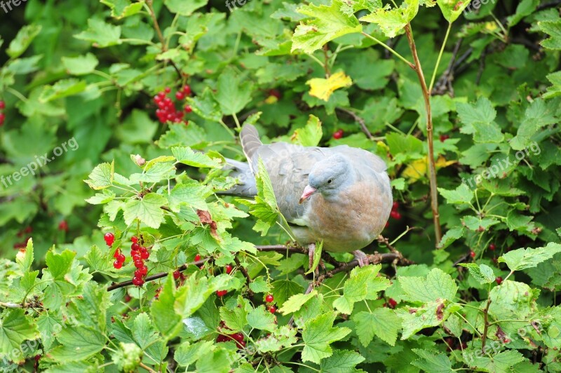 Dove Bird Wood Pigeon Tree Berry